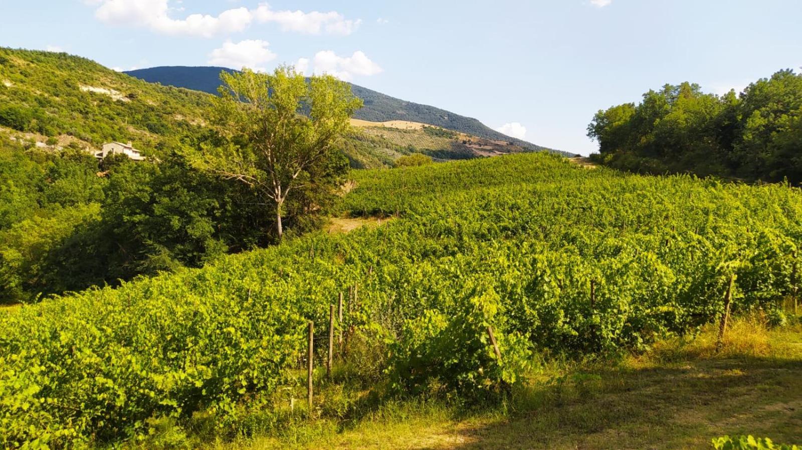 Re Artu Assisi Country Lifestyle Aparthotel Buitenkant foto
